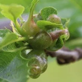 thumbnail for publication: Asian Chestnut Gall Wasp Dryocosmus kuriphilus Yasumatsu (Insecta: Hymenoptera: Cynipoidea: Cynipidae)